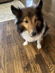 Reunited Female Dog last seen Blackjack Rd, Aubrey, TX 76227