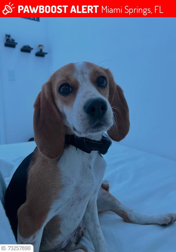 Lost Female Dog last seen Miami Springs, Miami Springs, FL 33166