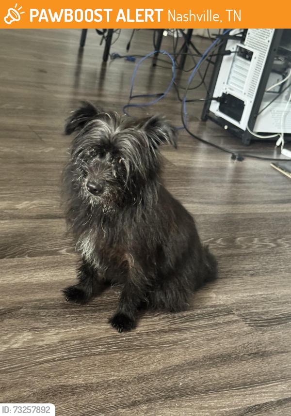 Found/Stray Female Dog last seen On bell rd, roaming through the apmts, Nashville, TN 37013