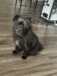 Found/Stray Female Dog last seen On bell rd, roaming through the apmts, Nashville, TN 37013