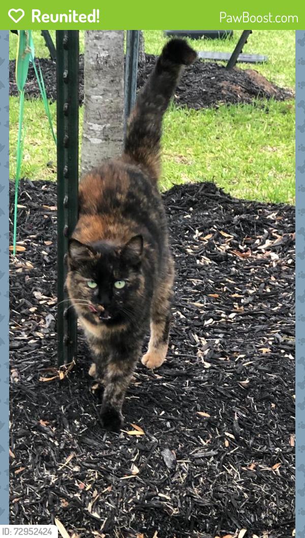 Reunited Female Cat last seen Pasadena Blvd, close to Center Steet, Deer Park, TX 77536
