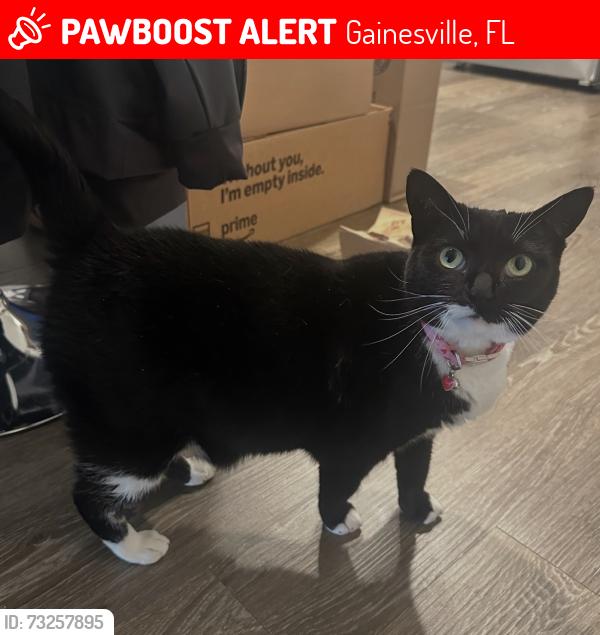 Lost Female Cat last seen Silver Creek apmts, Gainesville, FL 32608