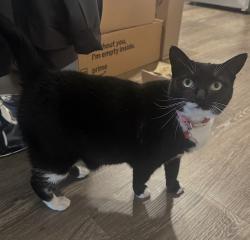 Lost Female Cat last seen Silver Creek apmts, Gainesville, FL 32608