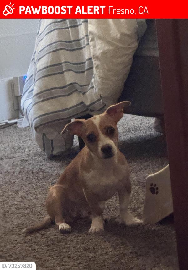 Lost Male Dog last seen Poplar Ave. & Belmont Ave., Fresno, CA 93701