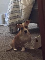 Lost Male Dog last seen Poplar Ave. & Belmont Ave., Fresno, CA 93701