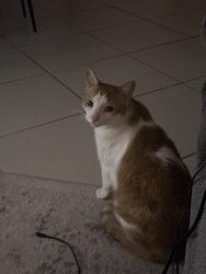 Reunited Male Cat last seen The Club at Feather Sound Condos, Clearwater, FL 33762