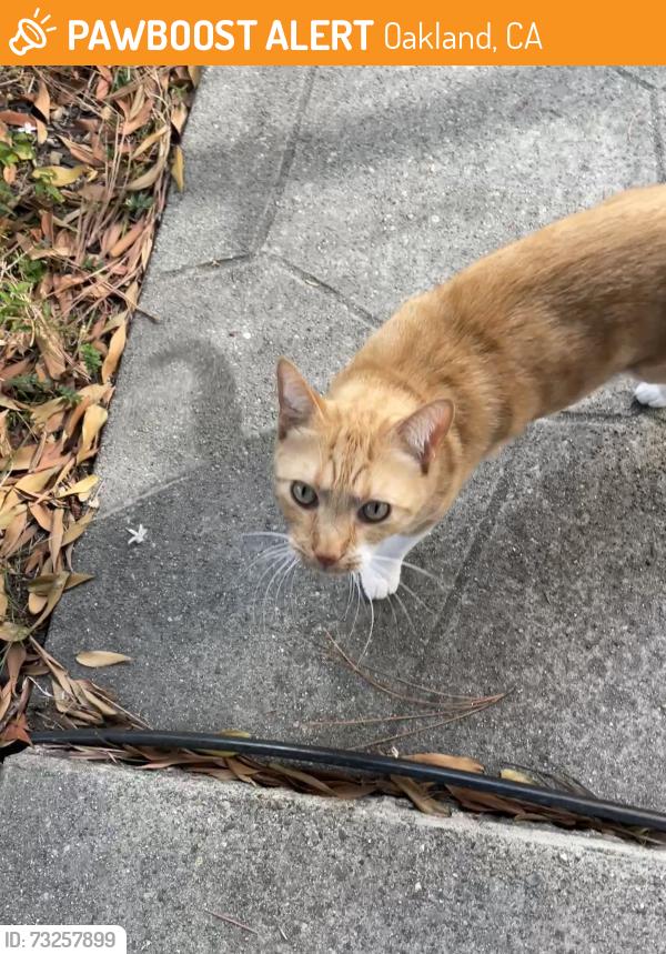 Found/Stray Unknown Cat last seen alcatraz ave and colby street, near st. augustine church, Oakland, CA 94609