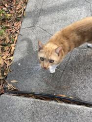 Found/Stray Unknown Cat last seen alcatraz ave and colby street, near st. augustine church, Oakland, CA 94609