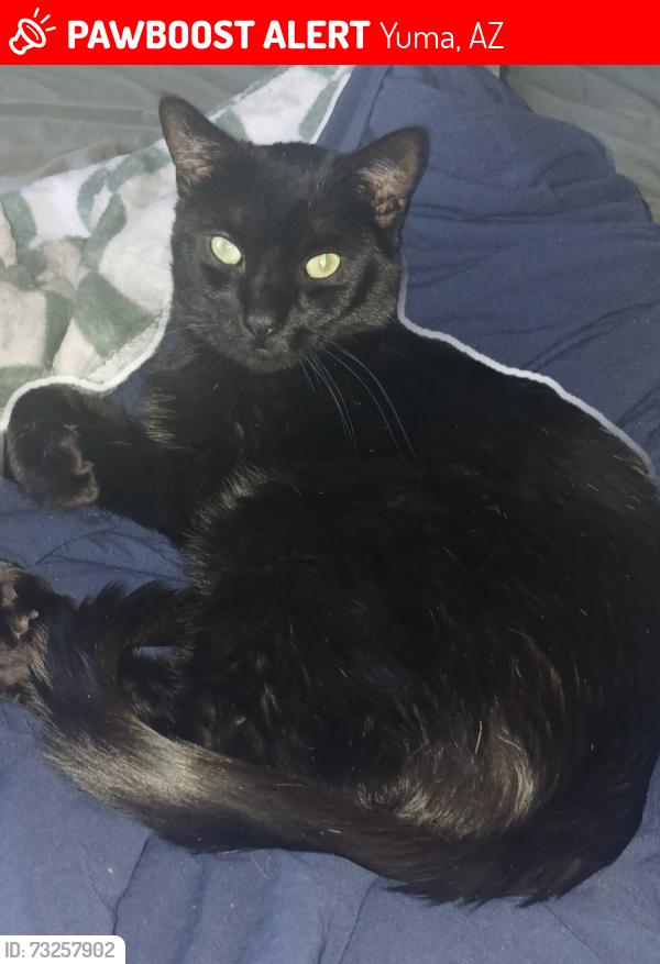 Lost Male Cat last seen Orange Ave, Yuma, AZ 85364