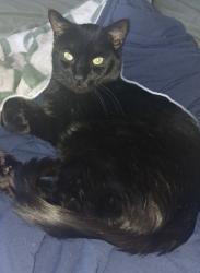 Lost Male Cat last seen Orange Ave, Yuma, AZ 85364