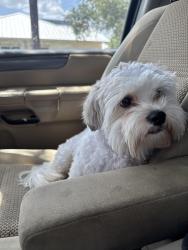 Lost Male Dog last seen Last seen near Lloyd Knowlton Elementary, San Antonio, TX 78250