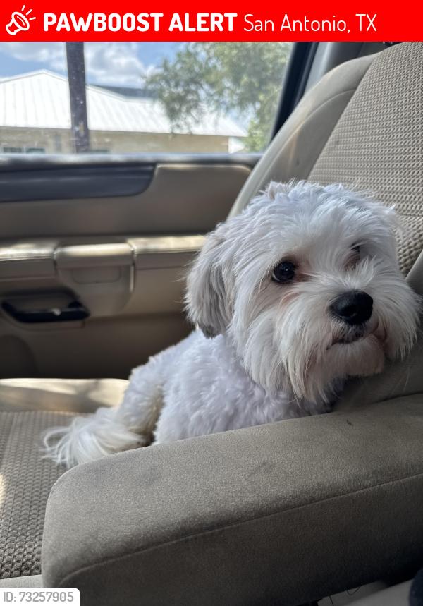 Lost Male Dog last seen Last seen near Lloyd Knowlton Elementary, San Antonio, TX 78250