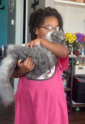 Reunited Female Cat last seen Mount Carmel Church Road, Lexington, NC 27295