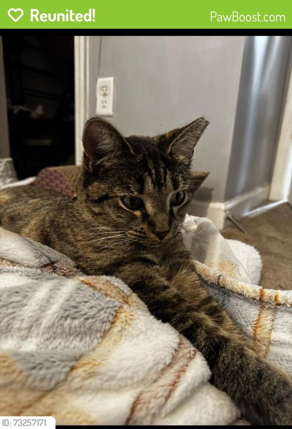 Reunited Female Cat last seen The Rise apmts, Chattanooga, TN 37405
