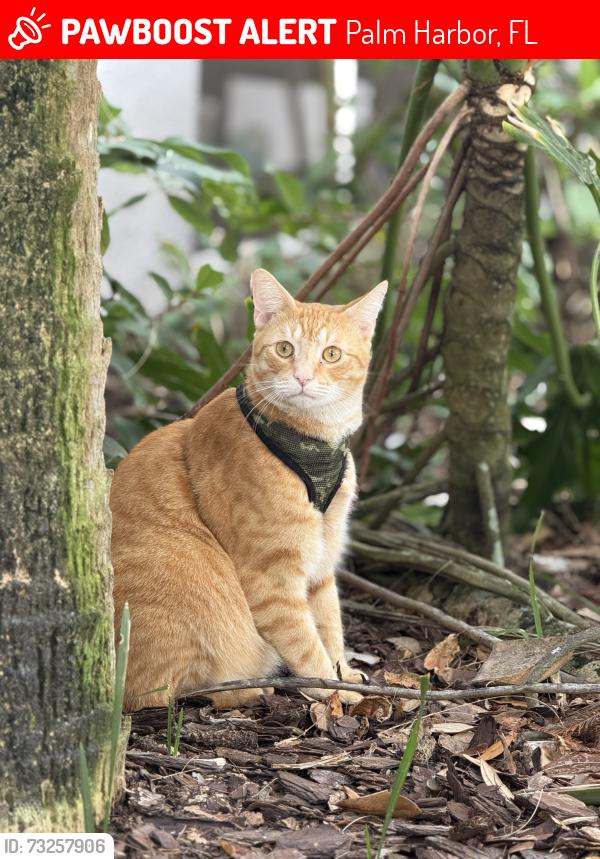 Lost Male Cat last seen I19 & Innisbrook, Palm Harbor, FL 34683