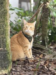 Lost Male Cat last seen I19 & Innisbrook, Palm Harbor, FL 34683