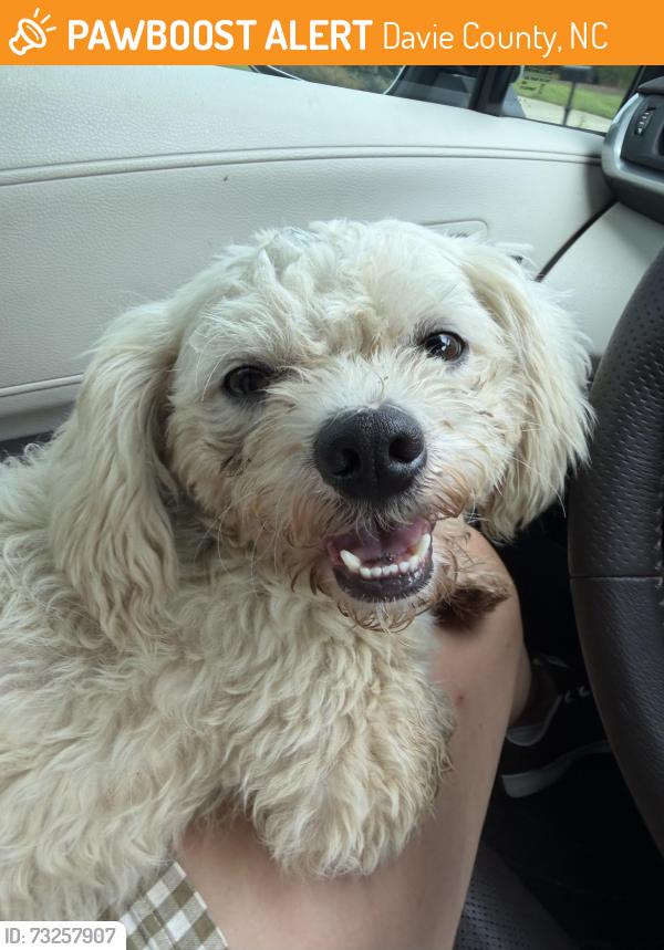 Found/Stray Male Dog last seen Kingsmill dr, Davie County, NC 27006