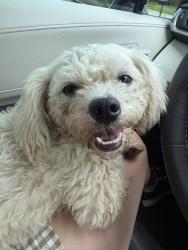 Found/Stray Male Dog last seen Kingsmill dr, Davie County, NC 27006