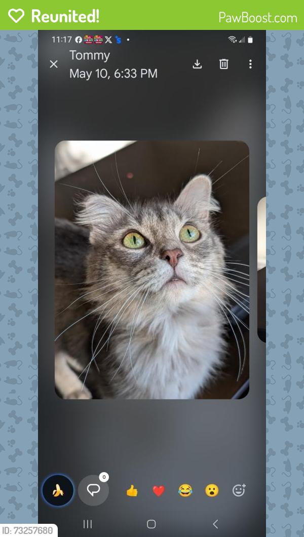 Reunited Female Cat last seen Chimney Sweep Dr., Houston, TX 77041