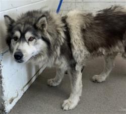 Shelter Stray Male Dog last seen Near BLOCK E 9TH, 333 Chandler Pl, San Bernardino, CA 92408, USA