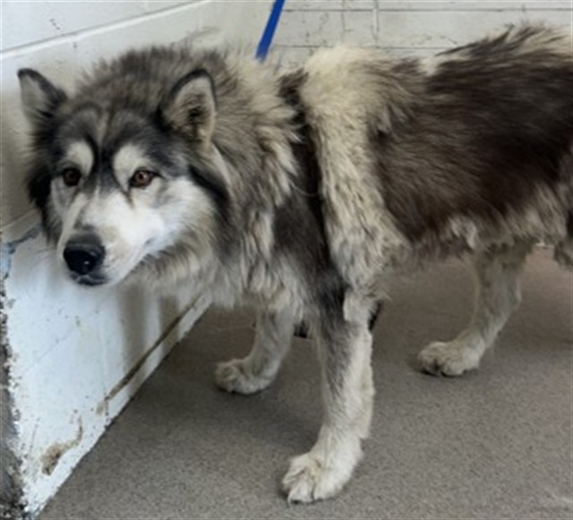 Shelter Stray Male Dog last seen Near BLOCK E 9TH, 333 Chandler Pl, San Bernardino, CA 92408, USA