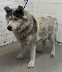 Shelter Stray Female Dog last seen Near BLOCK E 9TH, 333 Chandler Pl, San Bernardino, CA 92408, USA