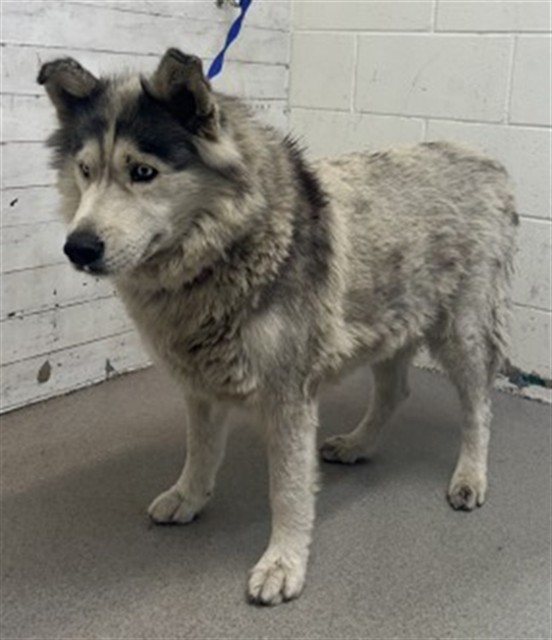 Shelter Stray Female Dog last seen Near BLOCK E 9TH, 333 Chandler Pl, San Bernardino, CA 92408, USA