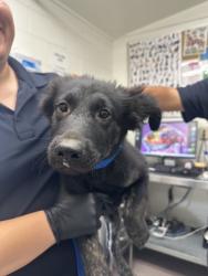 Shelter Stray Male Dog last seen 13TH X H ST, 333 Chandler Pl, San Bernardino, CA 92408, USA