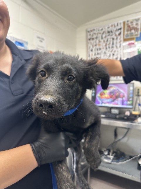 Shelter Stray Male Dog last seen 13TH X H ST, 333 Chandler Pl, San Bernardino, CA 92408, USA