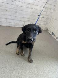 Shelter Stray Female Dog last seen 13TH X H ST, 333 Chandler Pl, San Bernardino, CA 92408, USA