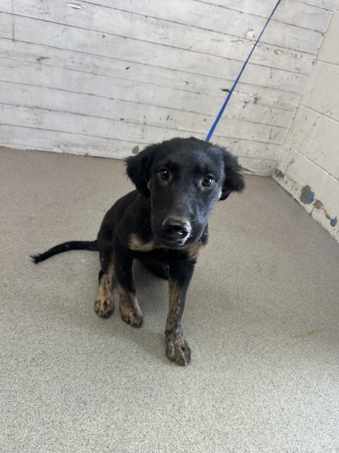 Shelter Stray Female Dog last seen 13TH X H ST, 333 Chandler Pl, San Bernardino, CA 92408, USA