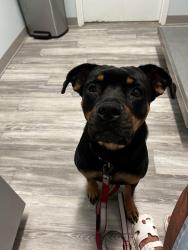Found/Stray Female Dog last seen Perkins, Memphis, TN 38117