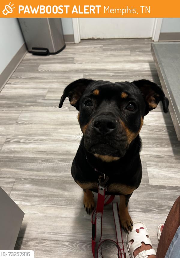 Found/Stray Female Dog last seen Perkins, Memphis, TN 38117