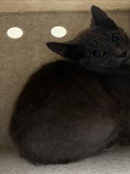 Shelter Stray Unknown Cat last seen TOM POPE LOOP CEDAR GROVE, 1601 Eubanks Rd, Chapel Hill, NC 27516, USA