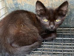Shelter Stray Male Cat last seen TOM POPE LOOP CEDAR GROVE, 1601 Eubanks Rd, Chapel Hill, NC 27516, USA