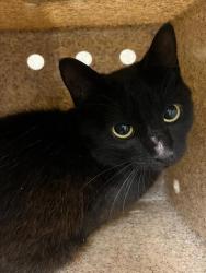 Shelter Stray Unknown Cat last seen TOM POPE LOOP CEDAR GROVE, 1601 Eubanks Rd, Chapel Hill, NC 27516, USA