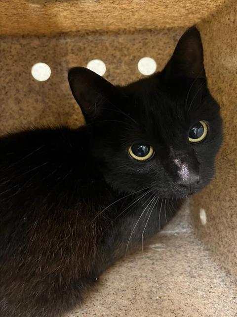 Shelter Stray Unknown Cat last seen TOM POPE LOOP CEDAR GROVE, 1601 Eubanks Rd, Chapel Hill, NC 27516, USA