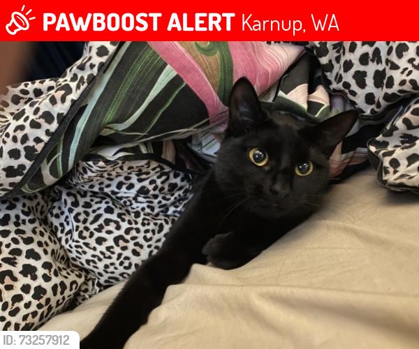 Lost Female Cat last seen Cadmium street, Karnup, WA 6176