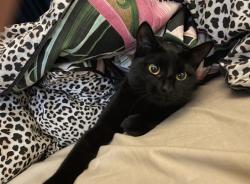 Lost Female Cat last seen Cadmium street, Karnup, WA 6176