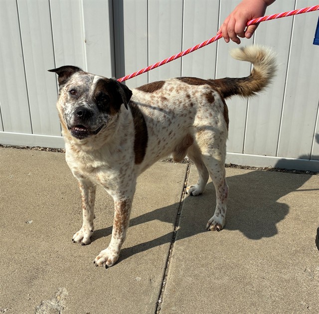 Shelter Stray Male Dog last seen Near BLOCK PALATKA ROAD, 3528 Newburg Rd, Louisville, KY 40218, USA