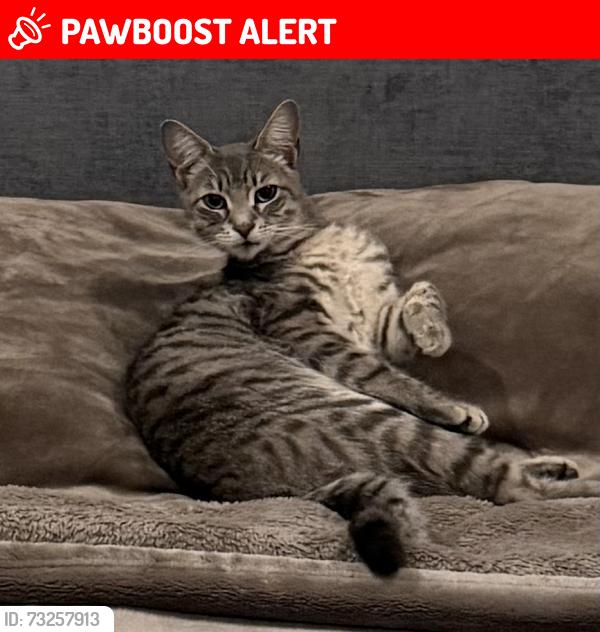 Lost Female Cat last seen Golden Meadow drive, Rancho Palos Verdes, CA 90275