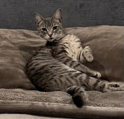 Lost Female Cat last seen Golden Meadow drive, Rancho Palos Verdes, CA 90275