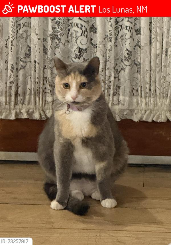 Lost Female Cat last seen Near Mesa Loop NW, Los Lunas, NM 87031