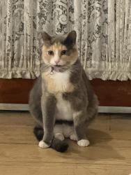 Lost Female Cat last seen Near Mesa Loop NW, Los Lunas, NM 87031