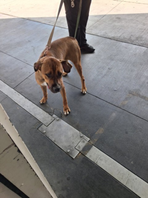 Shelter Stray Female Dog last seen , 1850 W 60th St, Los Angeles, CA 90047, USA