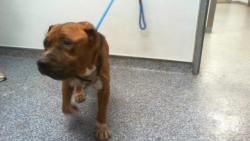 Shelter Stray Male Dog last seen CHARLOTTE, 8315 Byrum Dr, Charlotte, NC 28217, USA