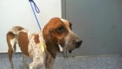 Shelter Stray Male Dog last seen CHARLOTTE, 8315 Byrum Dr, Charlotte, NC 28217, USA