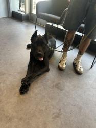 Found/Stray Male Dog last seen Skyhaven rd se, Atlanta, GA 30316
