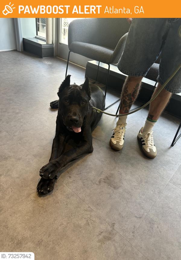Found/Stray Male Dog last seen Skyhaven rd se, Atlanta, GA 30316