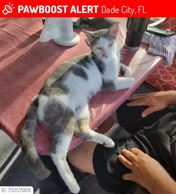Lost Male Cat last seen Kent Bradley and Lodgepole Pine Dr, Dade City, Fl, Dade City, FL 33525